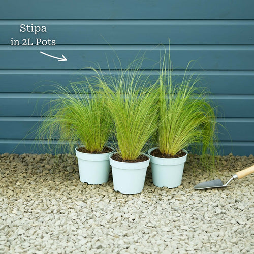Stipa tenuissima 'Pony Tails' Perennial Bedding