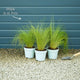 Stipa tenuissima 'Pony Tails' Perennial Bedding