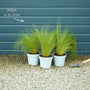 Stipa tenuissima 'Pony Tails' Perennial Bedding