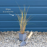 Stipa tenuissima 'Pony Tails' Perennial Bedding