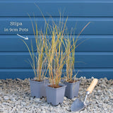 Stipa tenuissima 'Pony Tails' Perennial Bedding
