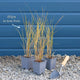 Stipa tenuissima 'Pony Tails' Perennial Bedding