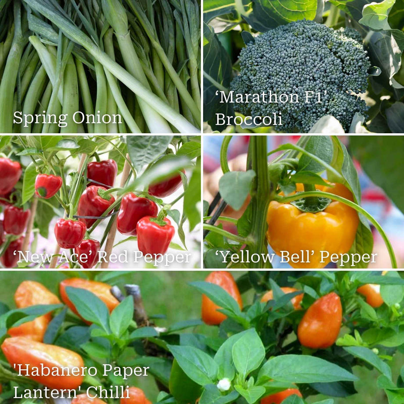 Stir Fry Vegetable Collection Vegetables