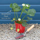 'Malling Supreme' Misted Tip Strawberry (Everbearer) Plants Soft Fruit