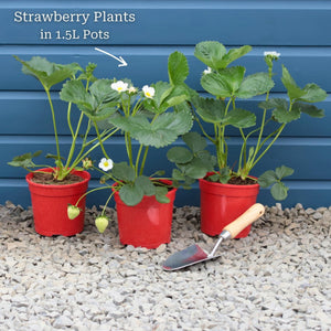 'Malling Supreme' Misted Tip Strawberry (Everbearer) Plants Soft Fruit