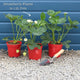 'Malling Supreme' Misted Tip Strawberry (Everbearer) Plants Soft Fruit