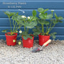 'Malling Supreme' Misted Tip Strawberry (Everbearer) Plants Soft Fruit