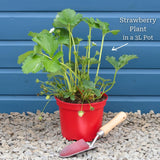 'Malling Supreme' Misted Tip Strawberry (Everbearer) Plants Soft Fruit