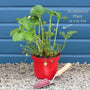 'Malling Supreme' Misted Tip Strawberry (Everbearer) Plants Soft Fruit