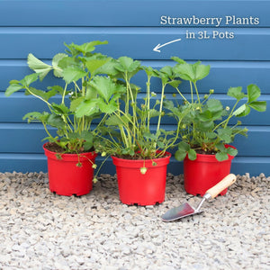 'Malling Supreme' Misted Tip Strawberry (Everbearer) Plants Soft Fruit