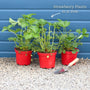 'Malling Supreme' Misted Tip Strawberry (Everbearer) Plants Soft Fruit
