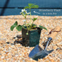 'Honeoye' Strawberry Plants Soft Fruit