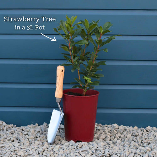 Strawberry Tree | Arbutus unedo Ornamental Trees