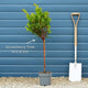 Patio Strawberry Tree | Arbutus unedo 'Compacta' Ornamental Trees