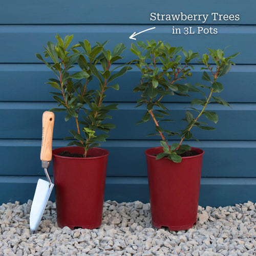 Strawberry Tree | Arbutus unedo Ornamental Trees