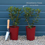 Strawberry Tree | Arbutus unedo Ornamental Trees