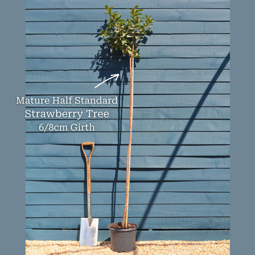 Strawberry Tree | Arbutus unedo Ornamental Trees