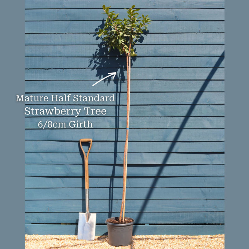 Strawberry Tree | Arbutus unedo Ornamental Trees