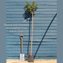 Strawberry Tree | Arbutus unedo Ornamental Trees