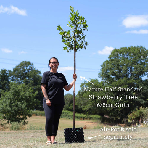 Strawberry Tree | Arbutus unedo Ornamental Trees