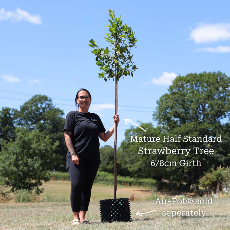 Strawberry Tree | Arbutus unedo Ornamental Trees