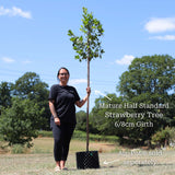 Strawberry Tree | Arbutus unedo Ornamental Trees