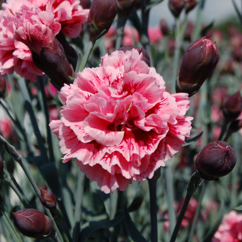 Dianthus 'Scented Sugar Plum' Perennial Bedding