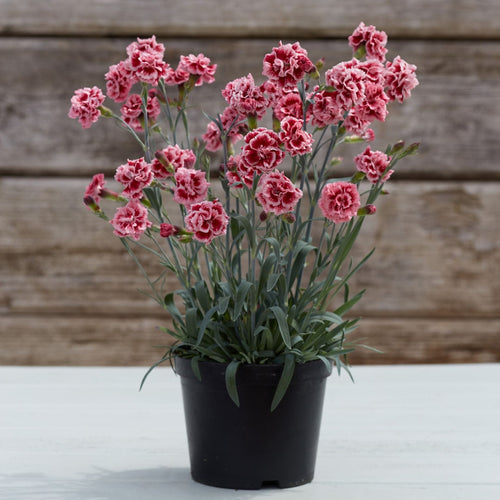 Dianthus 'Scented Sugar Plum' Perennial Bedding