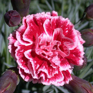 Dianthus 'Scented Sugar Plum' Perennial Bedding