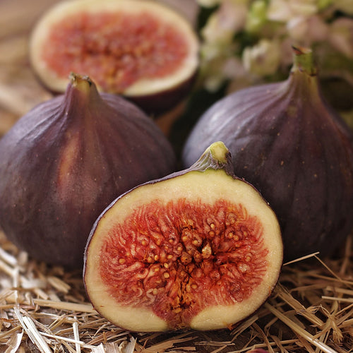 'Sultane' Fig Tree Mediterranean Fruit Trees