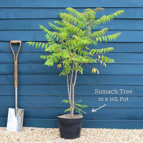 Smooth Sumach Tree | Rhus glabra Ornamental Trees