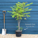 Smooth Sumach Tree | Rhus glabra Ornamental Trees