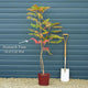 Staghorn Sumac Tree | Rhus typhina Ornamental Trees