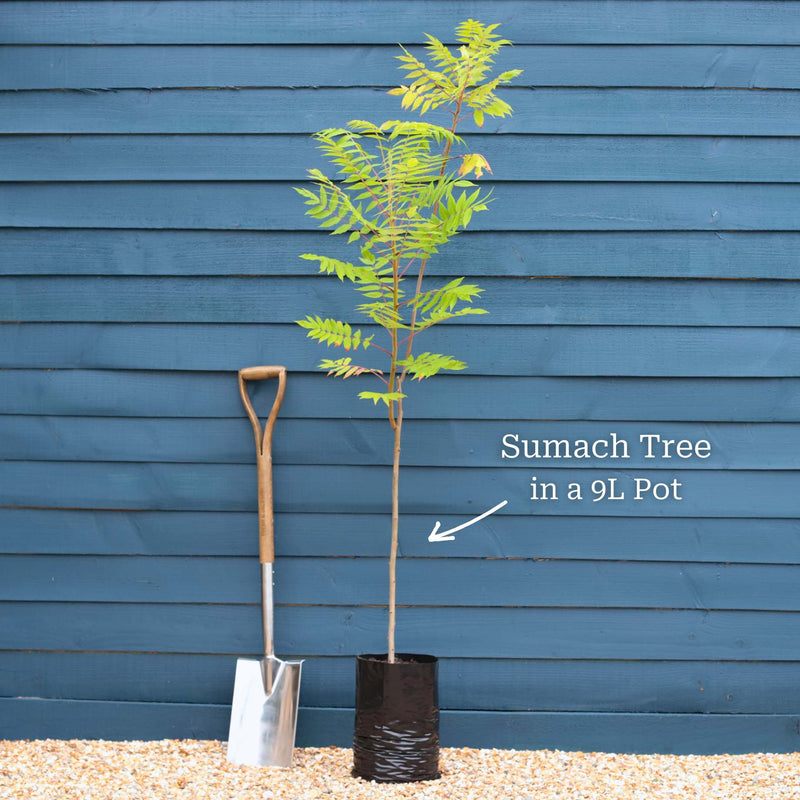 Staghorn Sumac Tree | Rhus typhina Ornamental Trees