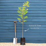 Staghorn Sumac Tree | Rhus typhina Ornamental Trees