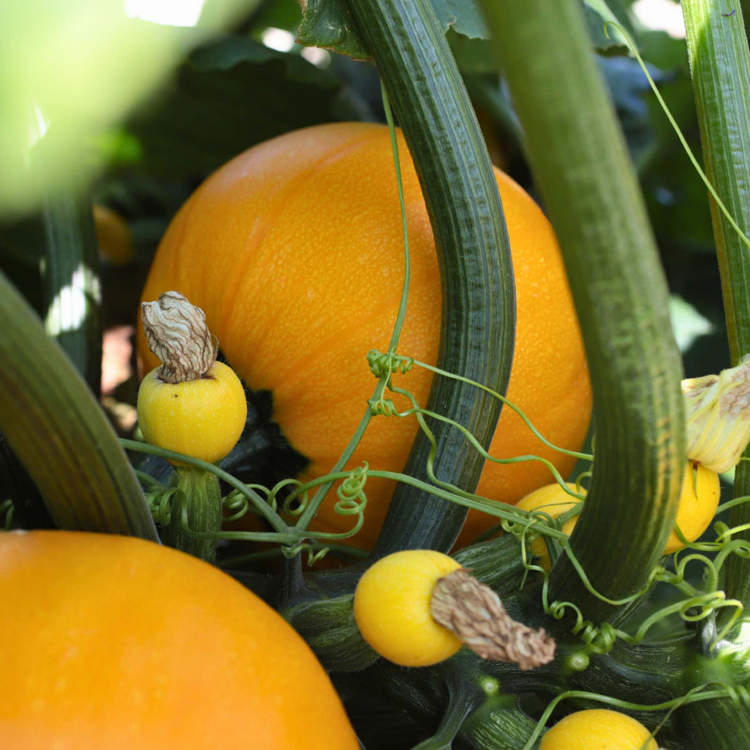 Courgette Plants: The Finest Varieties Grown in the UK – Roots Plants