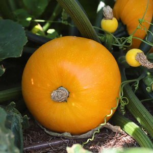 'Summer Ball' Courgette Plant Vegetables