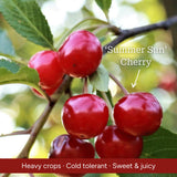 Patio Cherry Tree Trained Fruit Trees