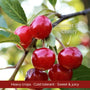 Patio Cherry Tree Trained Fruit Trees