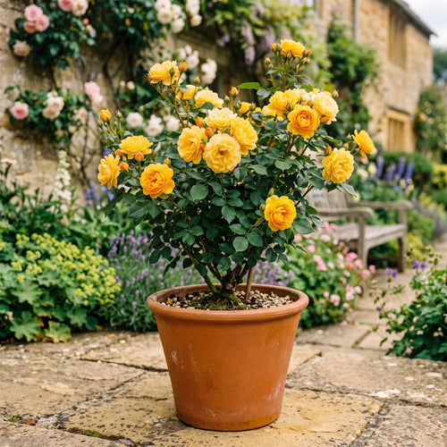 'Sun Hit®' Patio Shrub Rose Shrubs