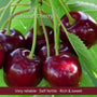 Cordon Cherry Tree Trained Fruit Trees