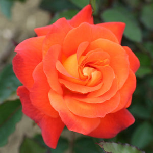 'Super Trouper' Bush Rose Shrubs