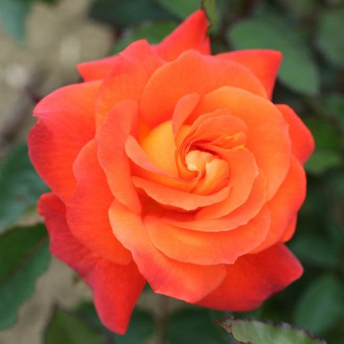 'Super Trouper' Bush Rose Shrubs