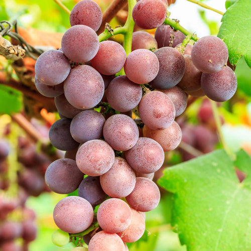 'Supernova' Seedless Outdoor Grape Vine Soft Fruit