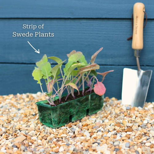'Marian' Swede Plants Vegetables