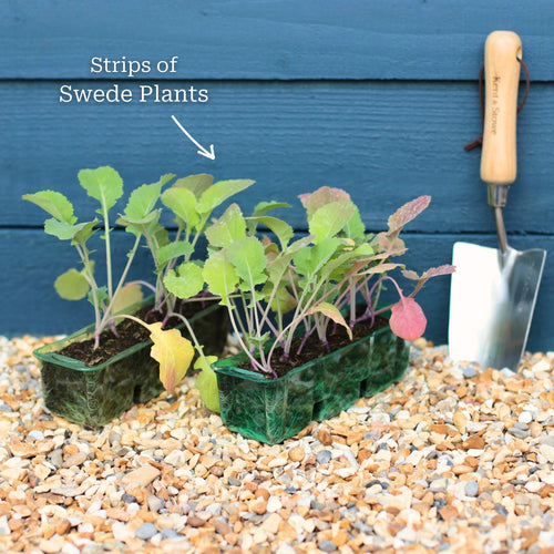 'Marian' Swede Plants Vegetables