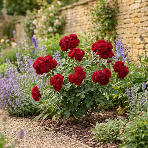 'Sweet Wishes' Patio Shrub Rose Shrubs