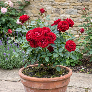 'Sweet Wishes' Patio Shrub Rose Shrubs