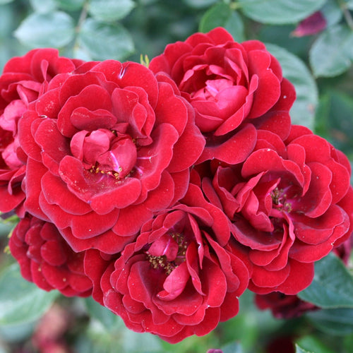 'Sweet Wishes' Patio Shrub Rose Shrubs