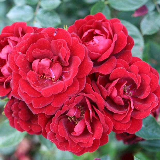 'Sweet Wishes' Patio Shrub Rose Shrubs